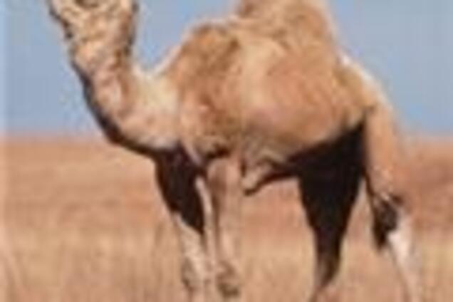 Российские верблюды прорвались в Украину