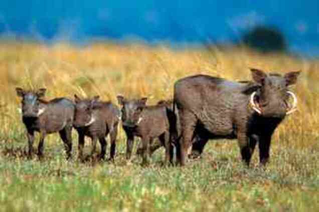 Яценюк обещает стада коров и свиней под Кабмином