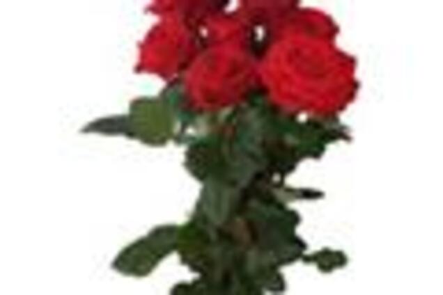 Индус подарил возлюбленной букет из 3000 цветов