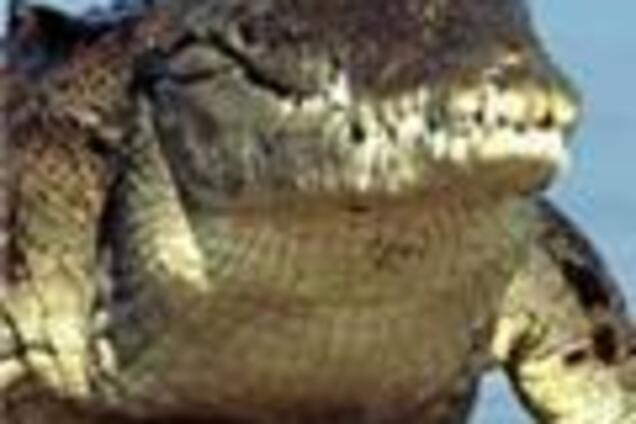 Під колесами таксі загинув крокодил