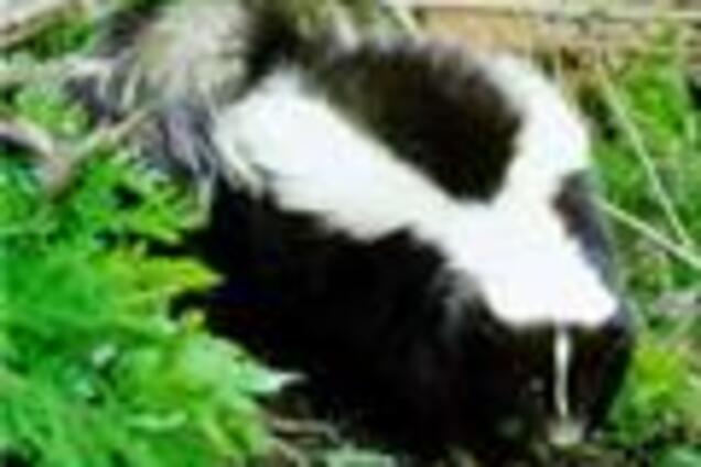 Бібліотека тиждень не працює через загубився скунса