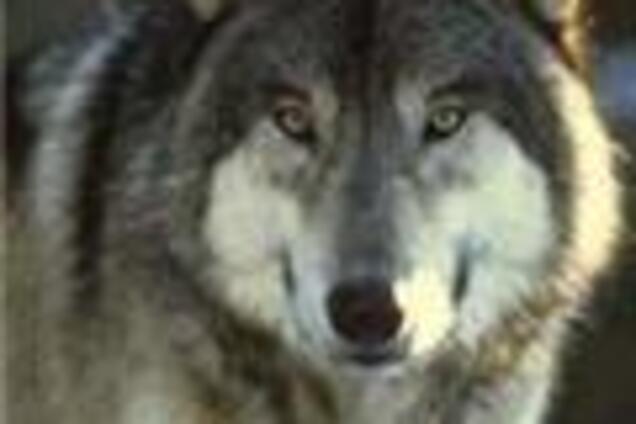 По Бульвару Верховної Ради сьогодні розгулював вовк