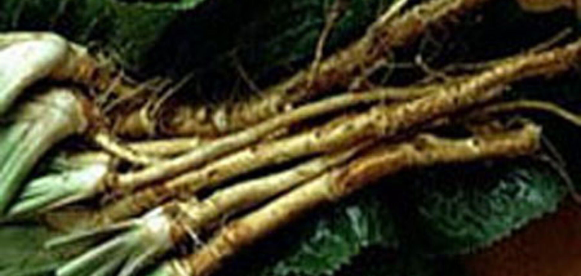 Хрен: и едим, и лечимся