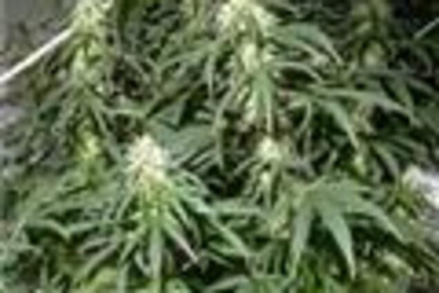 Депутаты разрешили не сажать за выращивание конопли