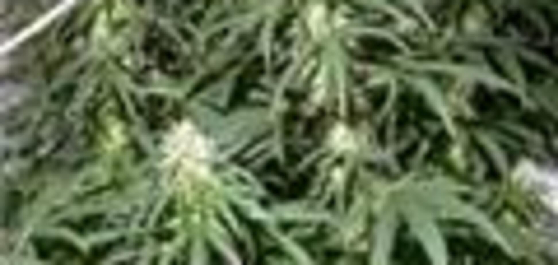 Депутаты разрешили не сажать за выращивание конопли