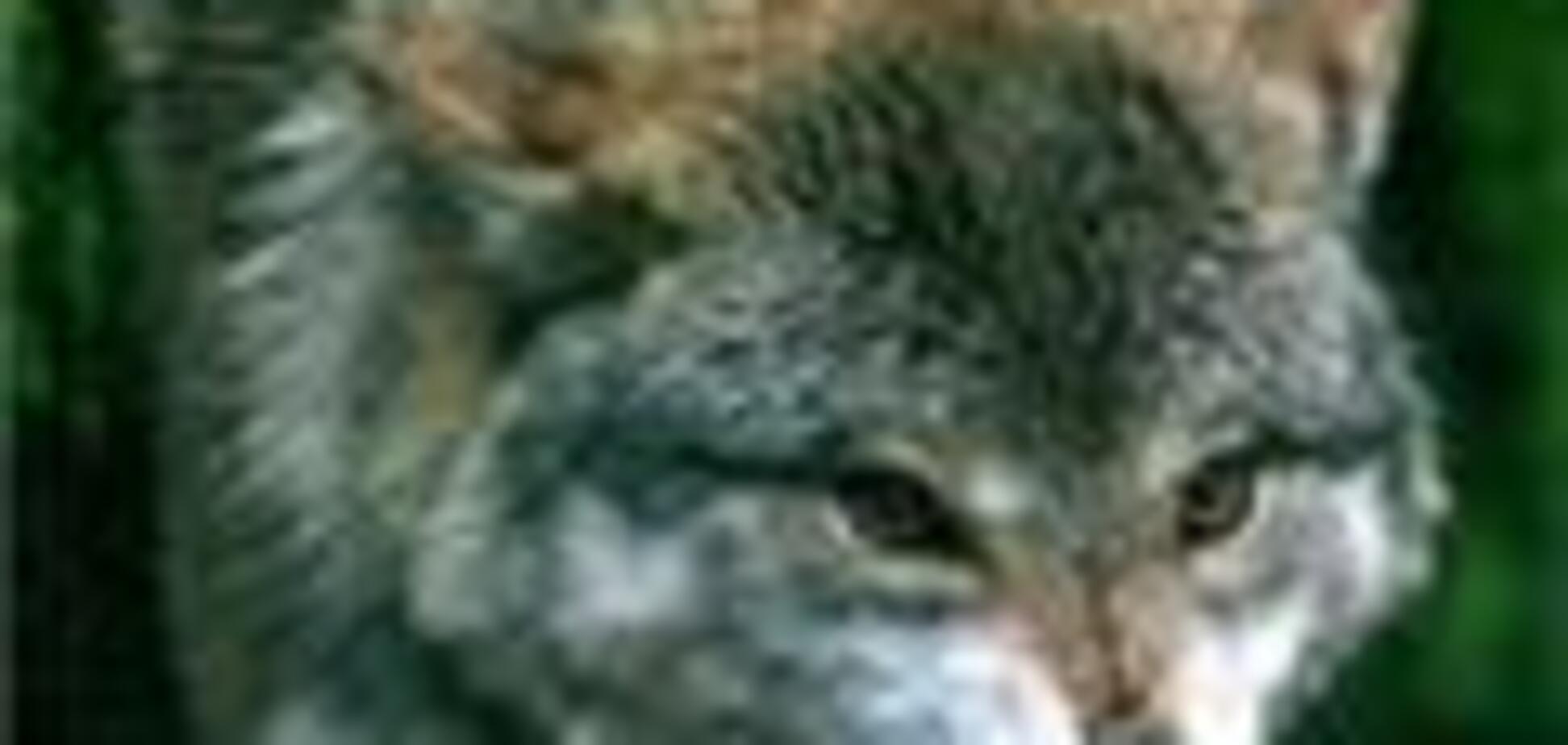 На вулицях Сімферополя зловили вовчицю