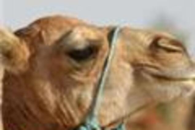 Митниця не пропустила верблюдів з Калмикії