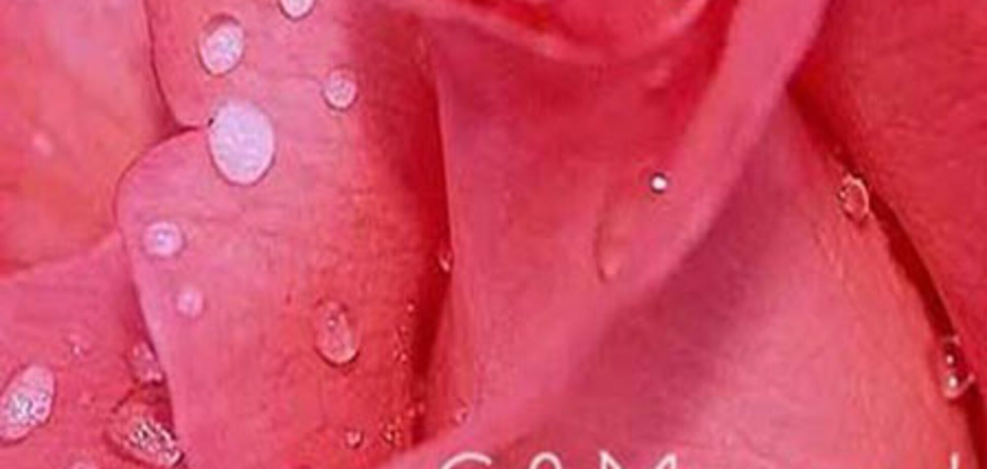 Поздравления от ресторана «Цимес»