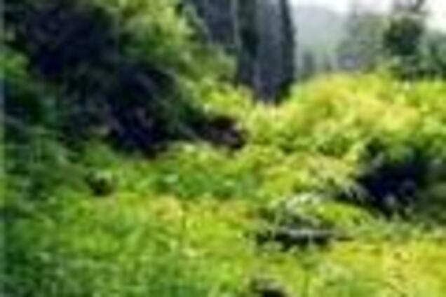 Житель Ростовської області топив піч коноплями