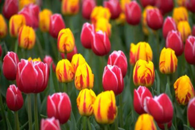 Жизнь прекрасна – украинок поздравили с 8 Марта