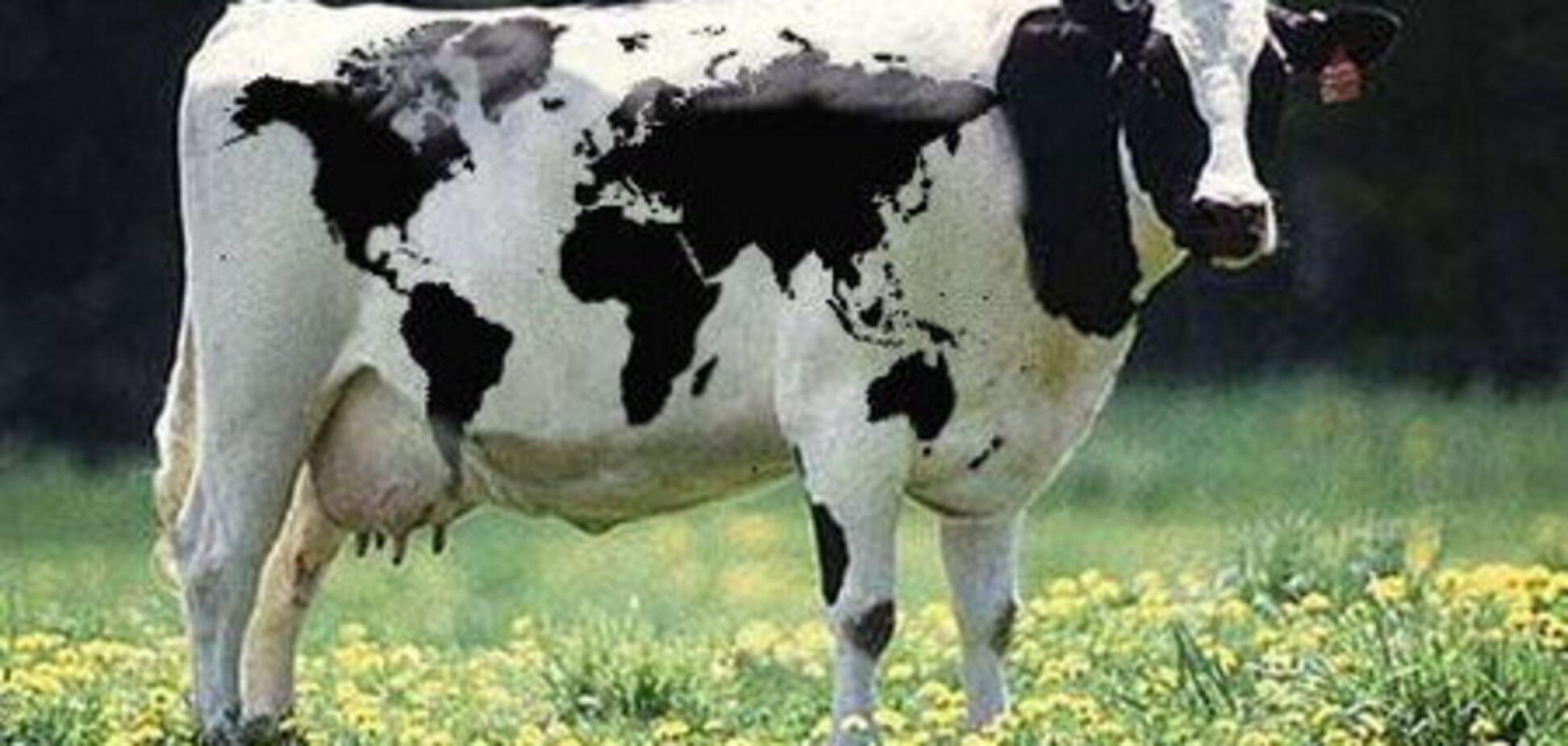 Евросоюз запрещает ввозить мясные и молочные продукты