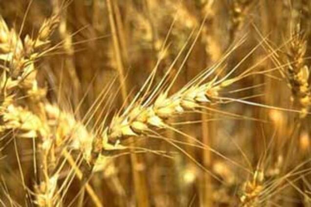 Мороз испортил урожай в Украине 