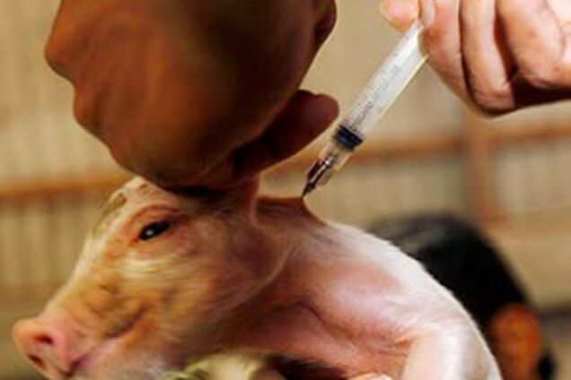 В Україну чужі свині не пройдуть