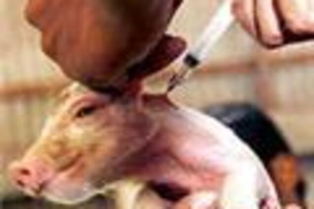 Израиль пополнил список стран со свиным гриппом