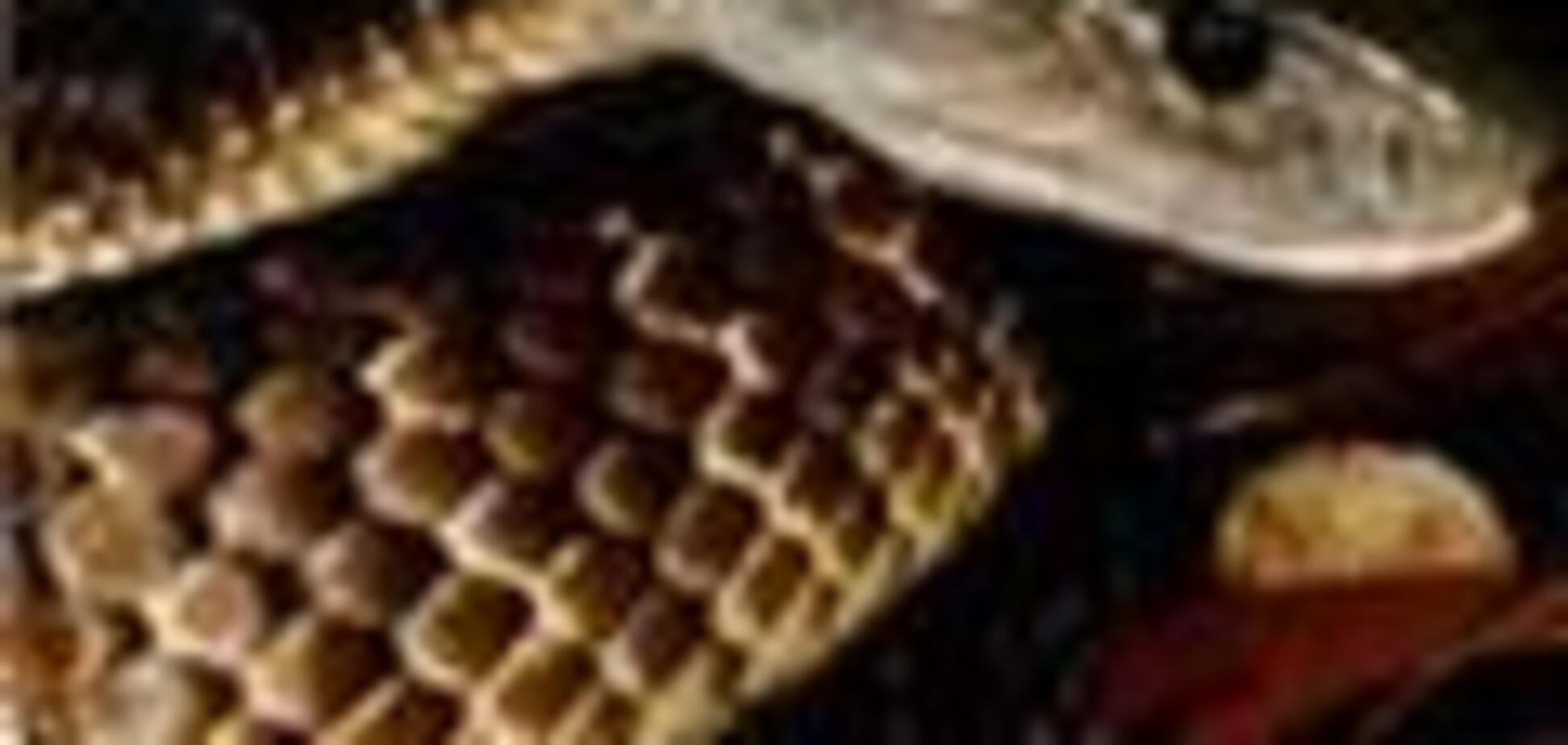 В Крыму нашествие ядовитых змей