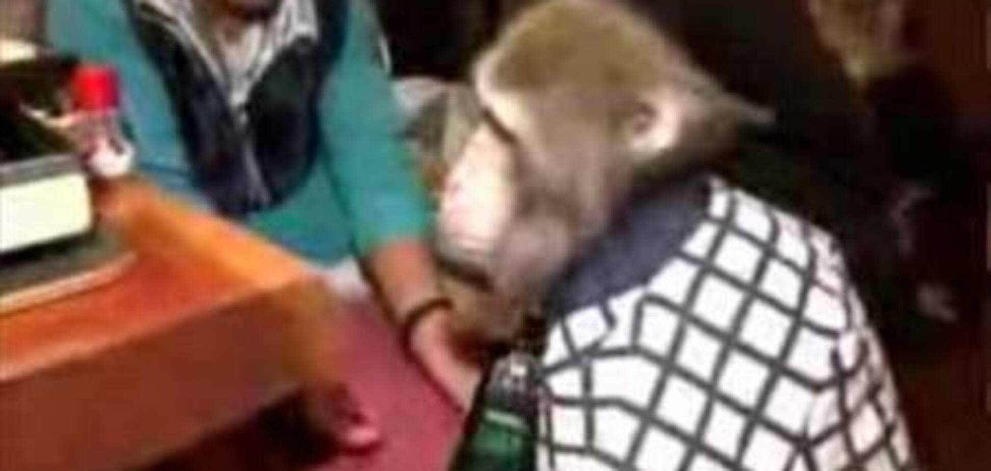 Обезьянки – официанты!