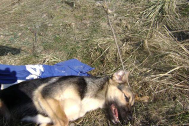 На Черкасщине бешеная собака покусала беременную женщину