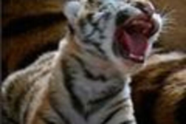 Черкасский зоопарк приобрёл амурскую тигрицу