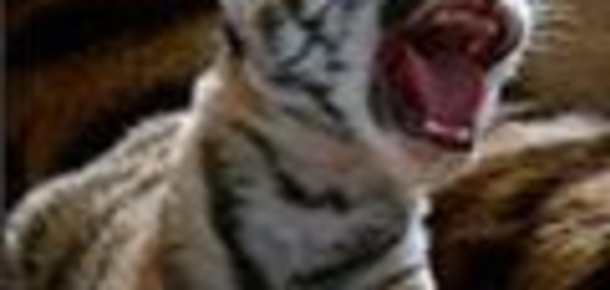 Черкасский зоопарк приобрёл амурскую тигрицу