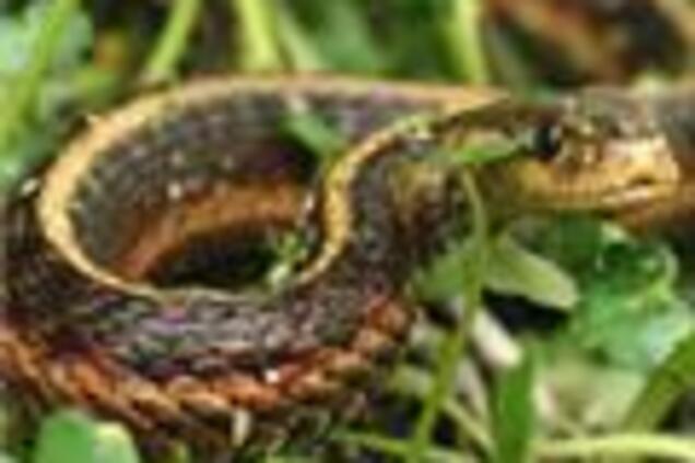 В Запорожской области мальчика искусала змея