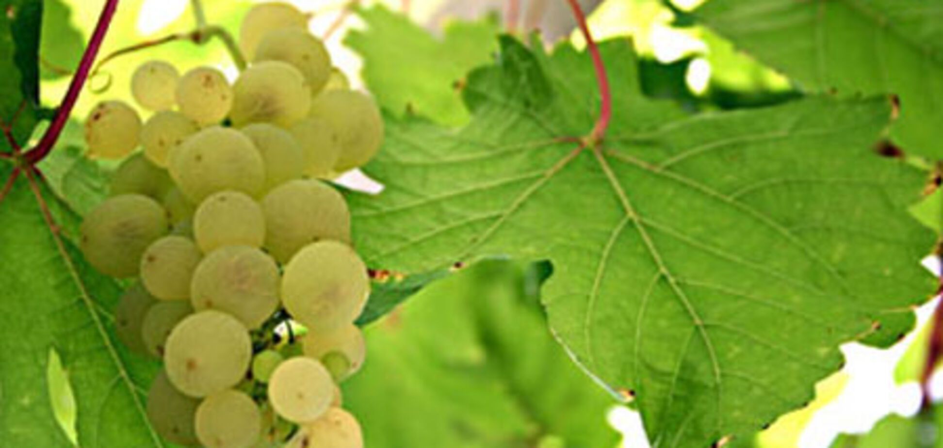 Знаменитых вин Бордо скоро станет меньше