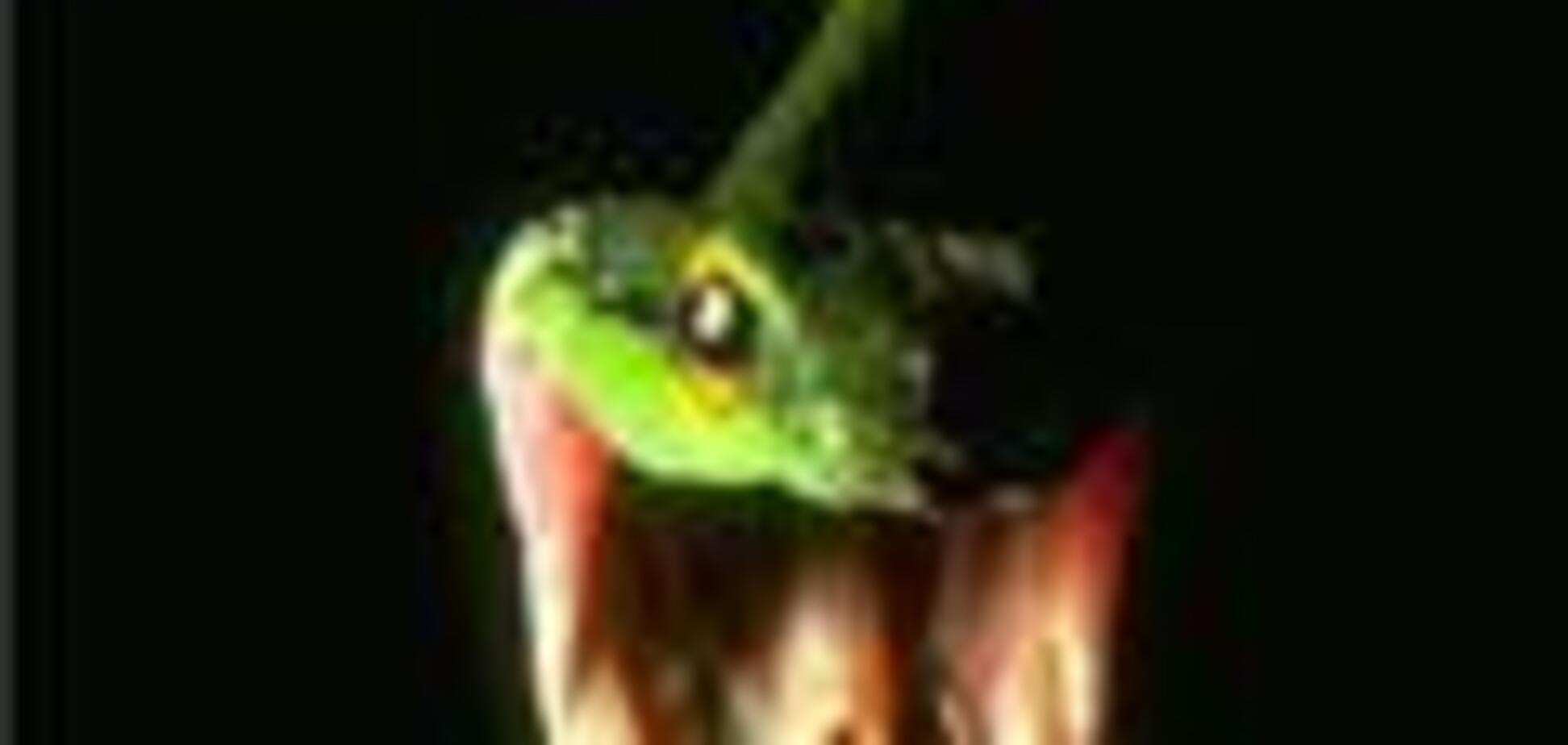 Укушенный змеей мужчина разорвал обидчицу пополам