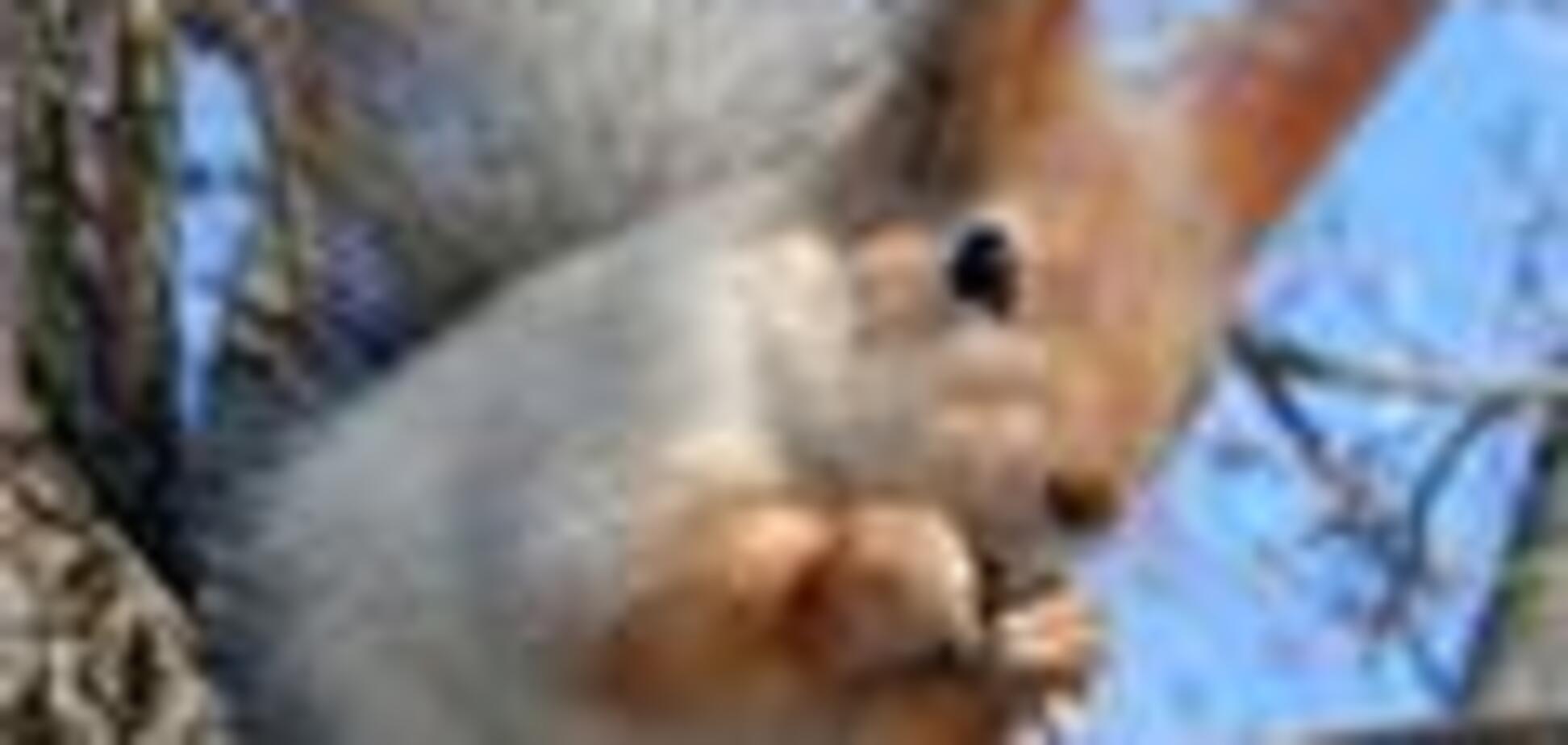 Білка вкрала з кладовища американський прапор