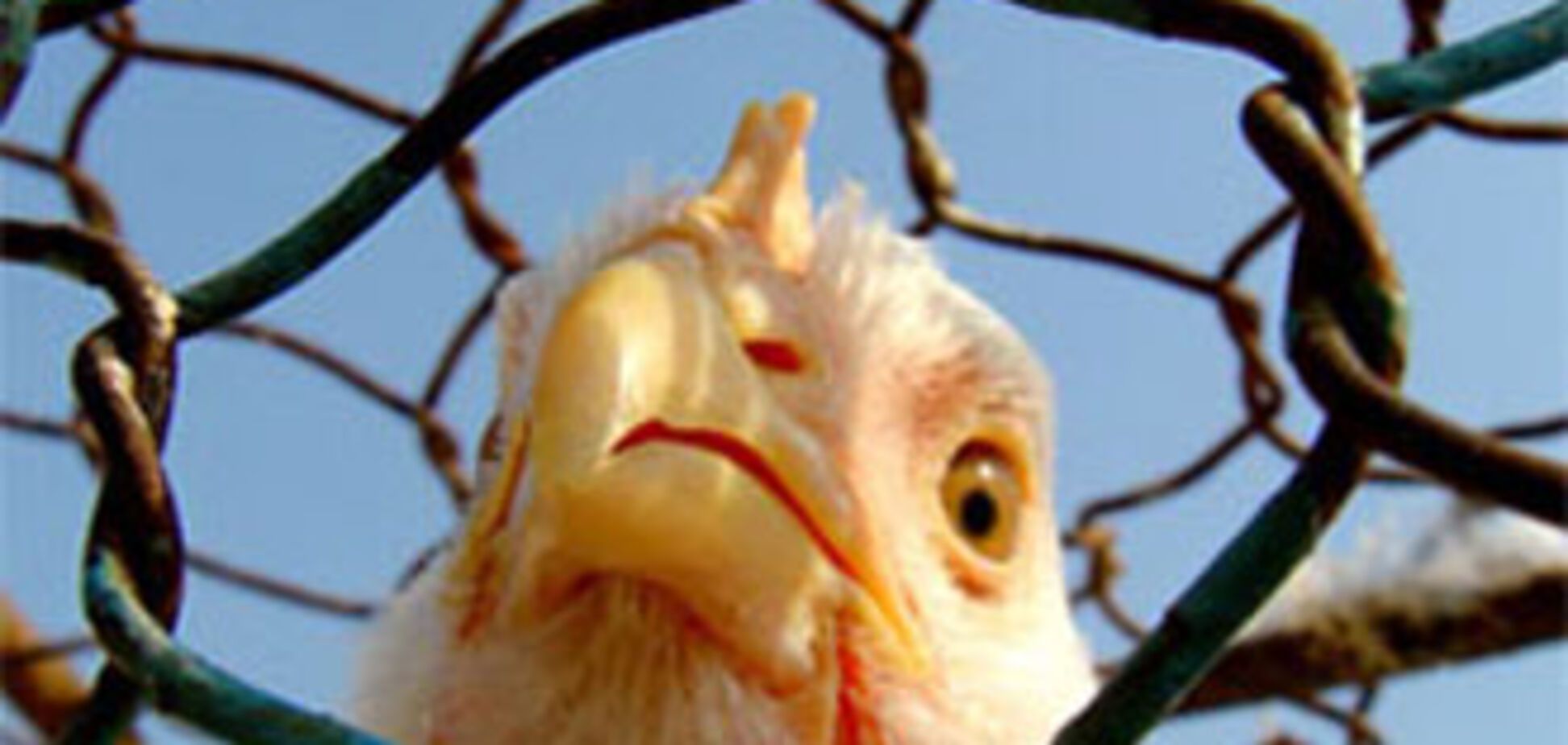 Европа заинтересовалась украинским мясом и яйцами