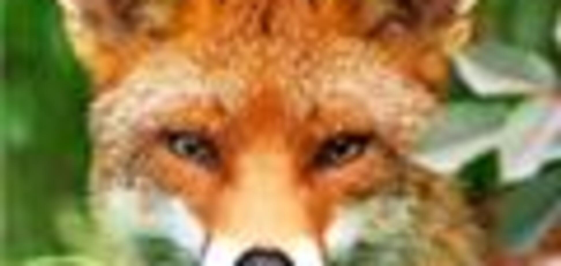 Лиса похитила 60 пар обуви