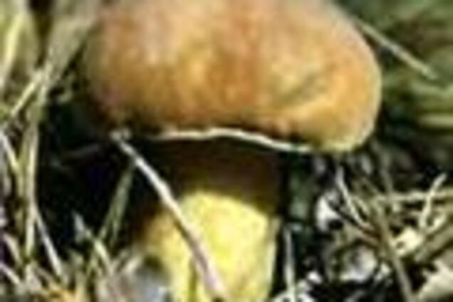 На Винниччине 4 человека отравились грибами