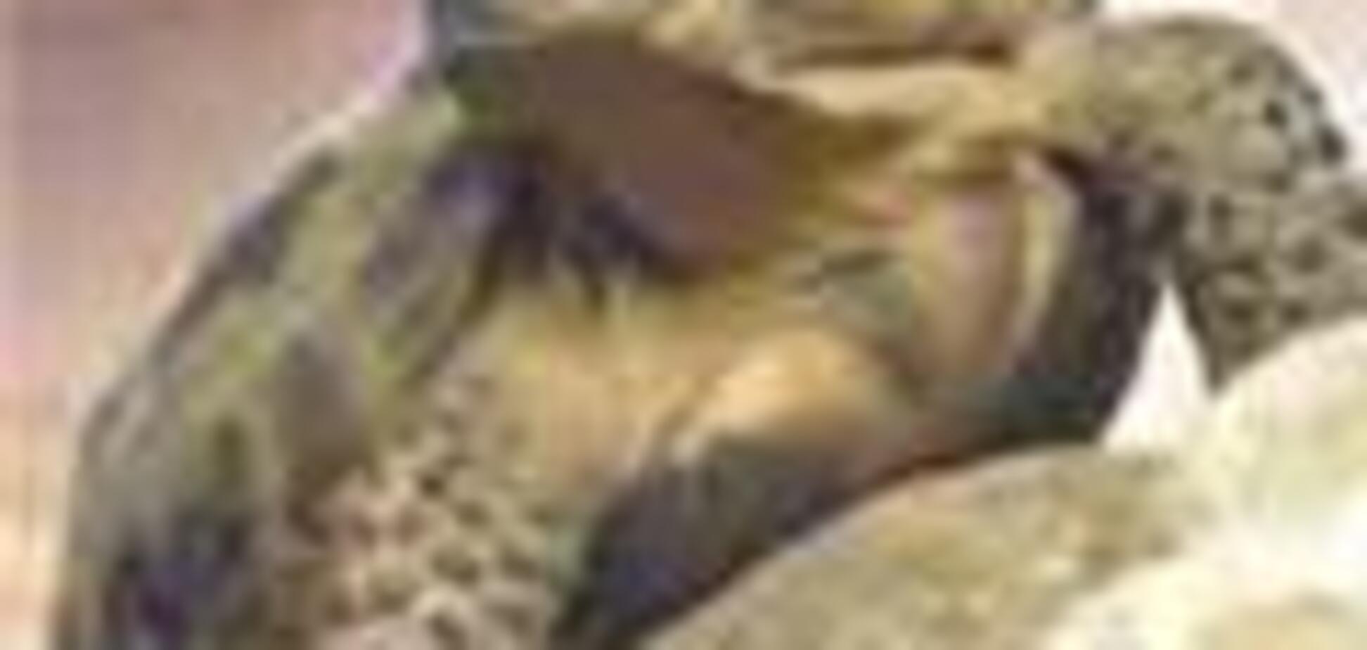 Проводник вагона пытался ввезти в Украину 250 черепашек