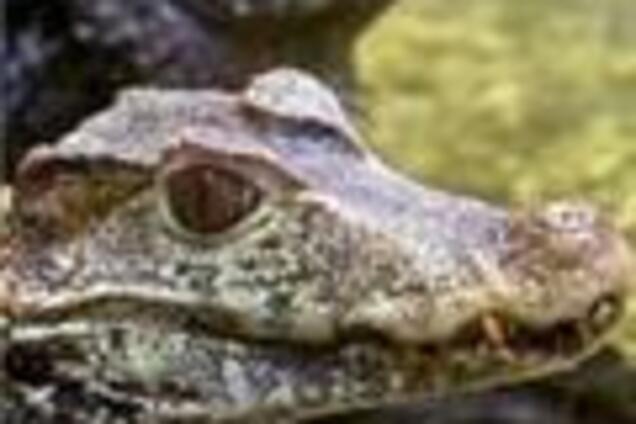 В одесском пруду ловят беспризорных крокодилов