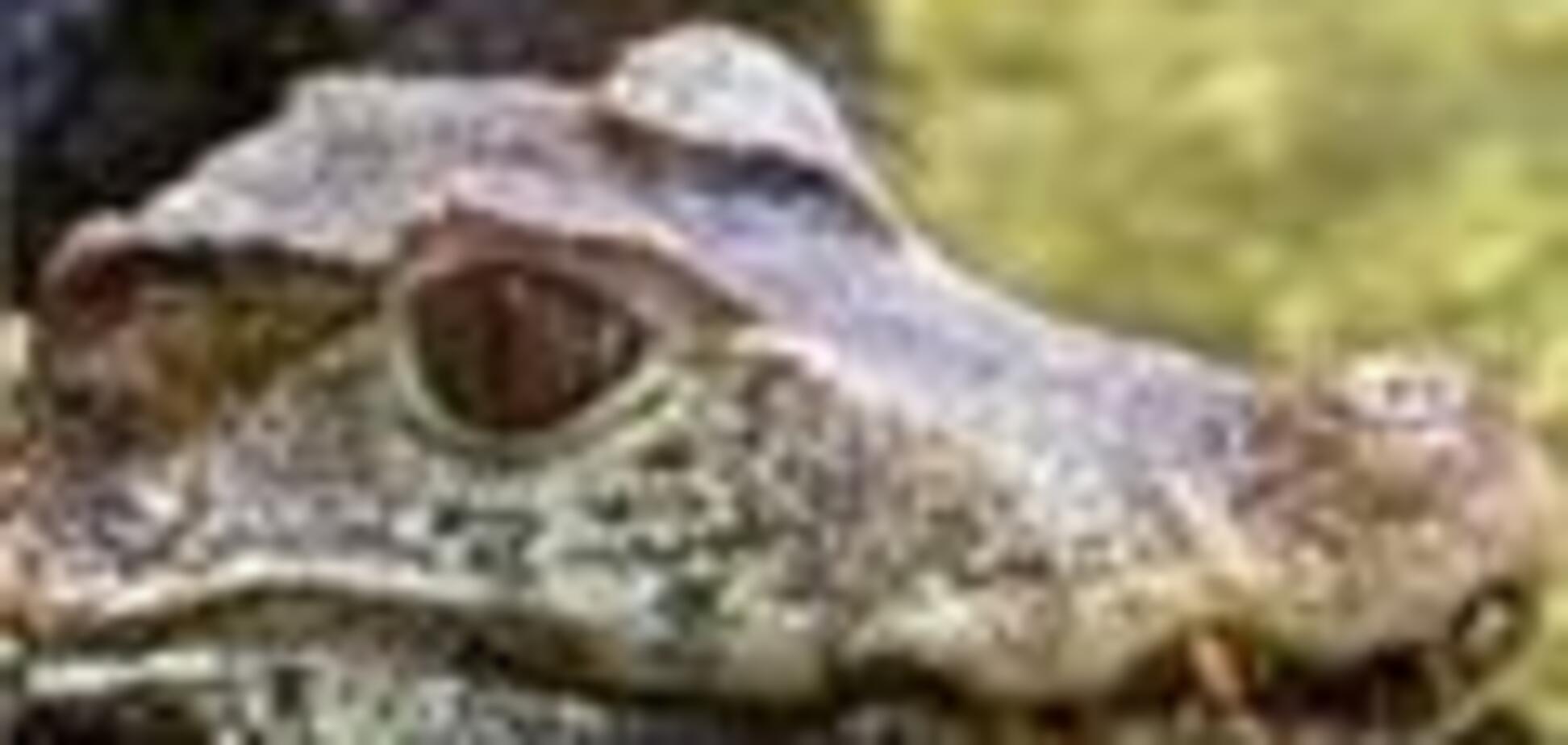В одесском пруду ловят беспризорных крокодилов