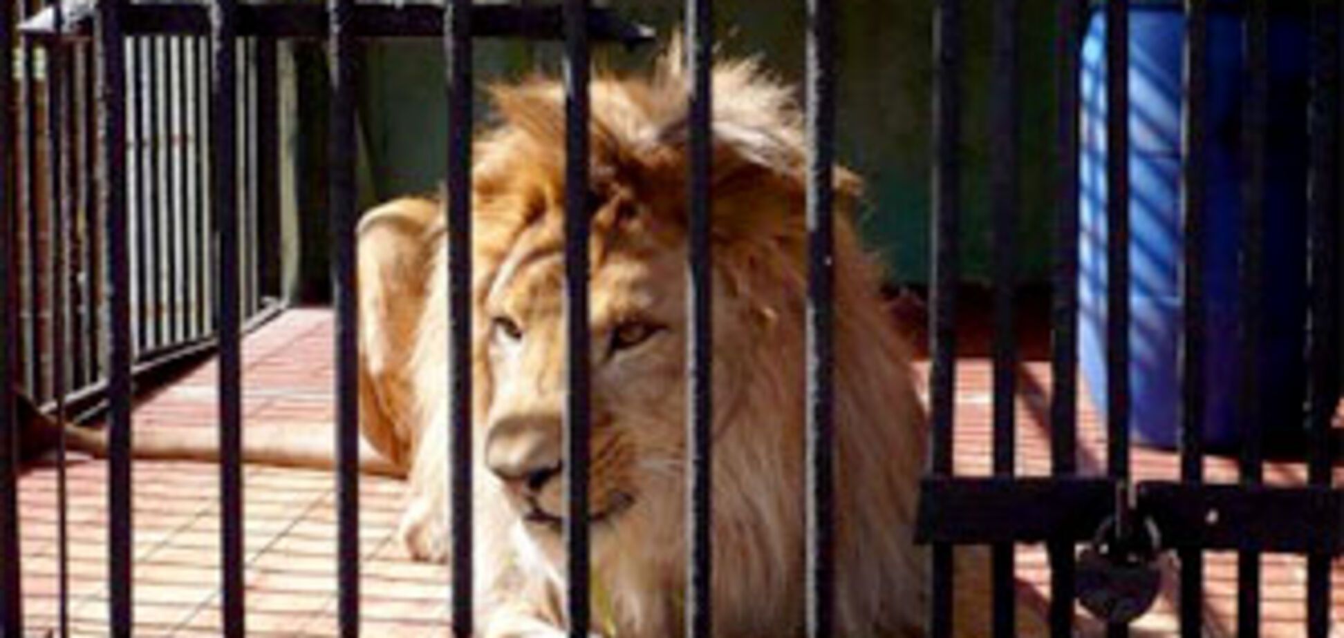 Лев відкусив руку п'яному відвідувачеві зоопарку