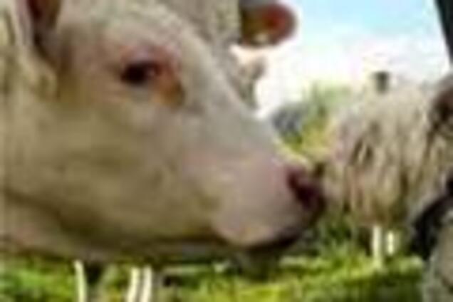 Кабмин собирается занять $600 млн для развития рынка на селе