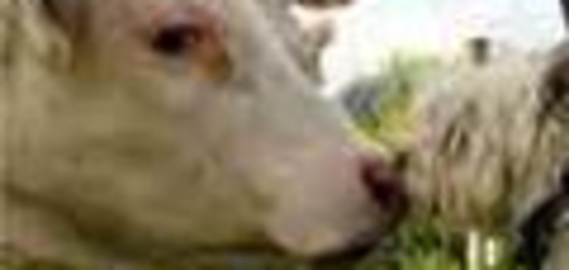 Кабмин собирается занять $600 млн для развития рынка на селе