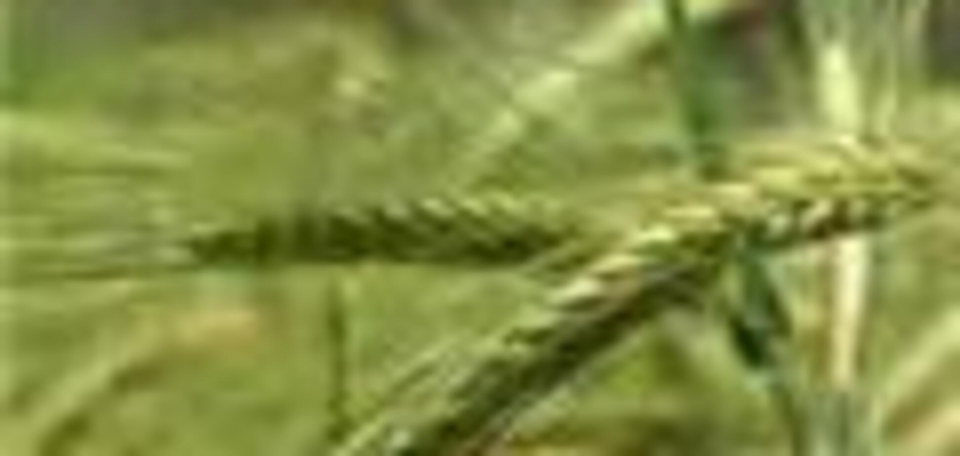 У селян сначала купят зерно, а потом им же его и продадут