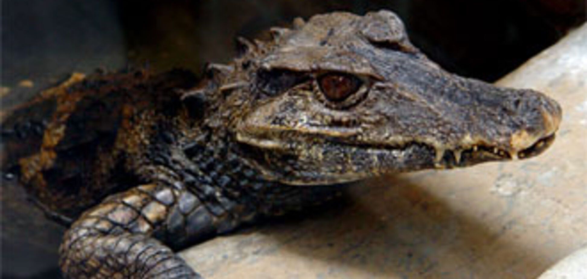 Одесского крокодила называют 'неопасным'