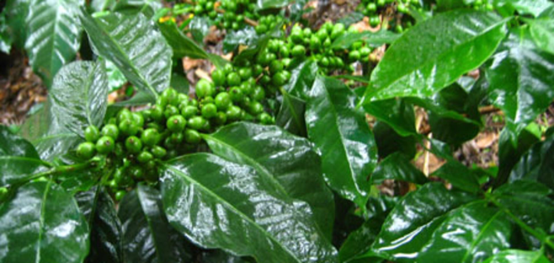 Жаркая кофейная страда