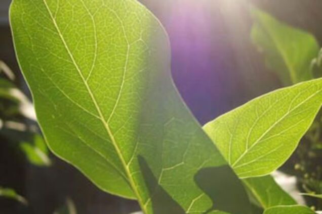 Человечество погибнет от удушья