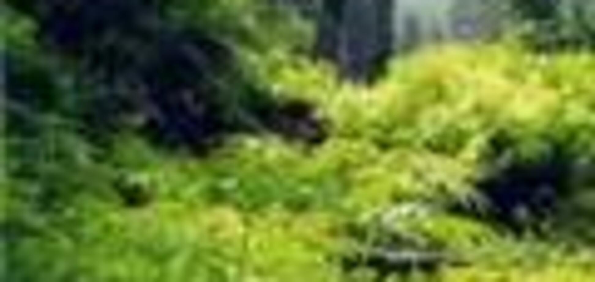 На Одесщине СБУ обнаружило конопляные плантации