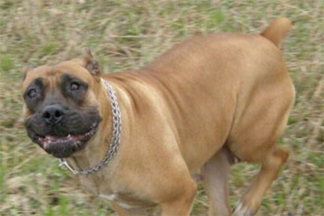 В России собаки растерзали ребенка