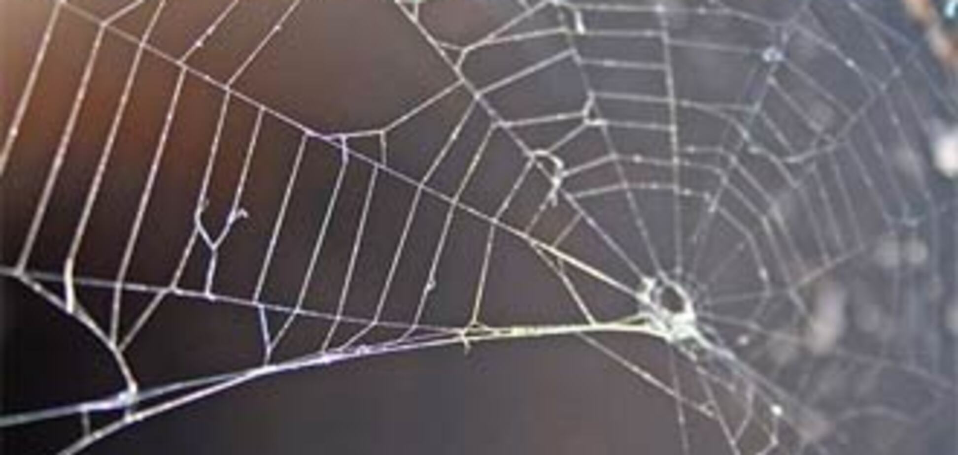 На Херсонщині павук довів жінку до реанімації