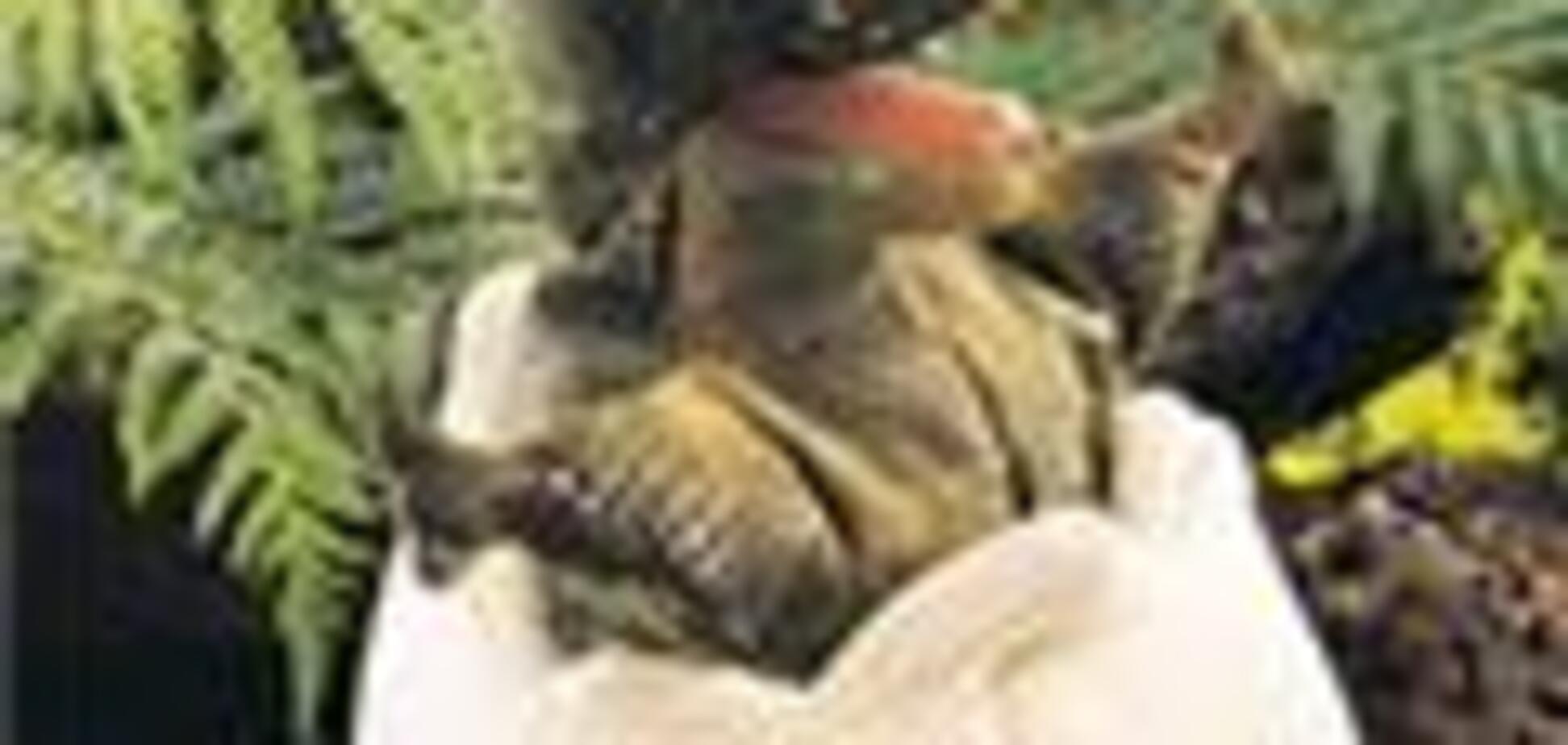 Таможенники не пропустили динозавра