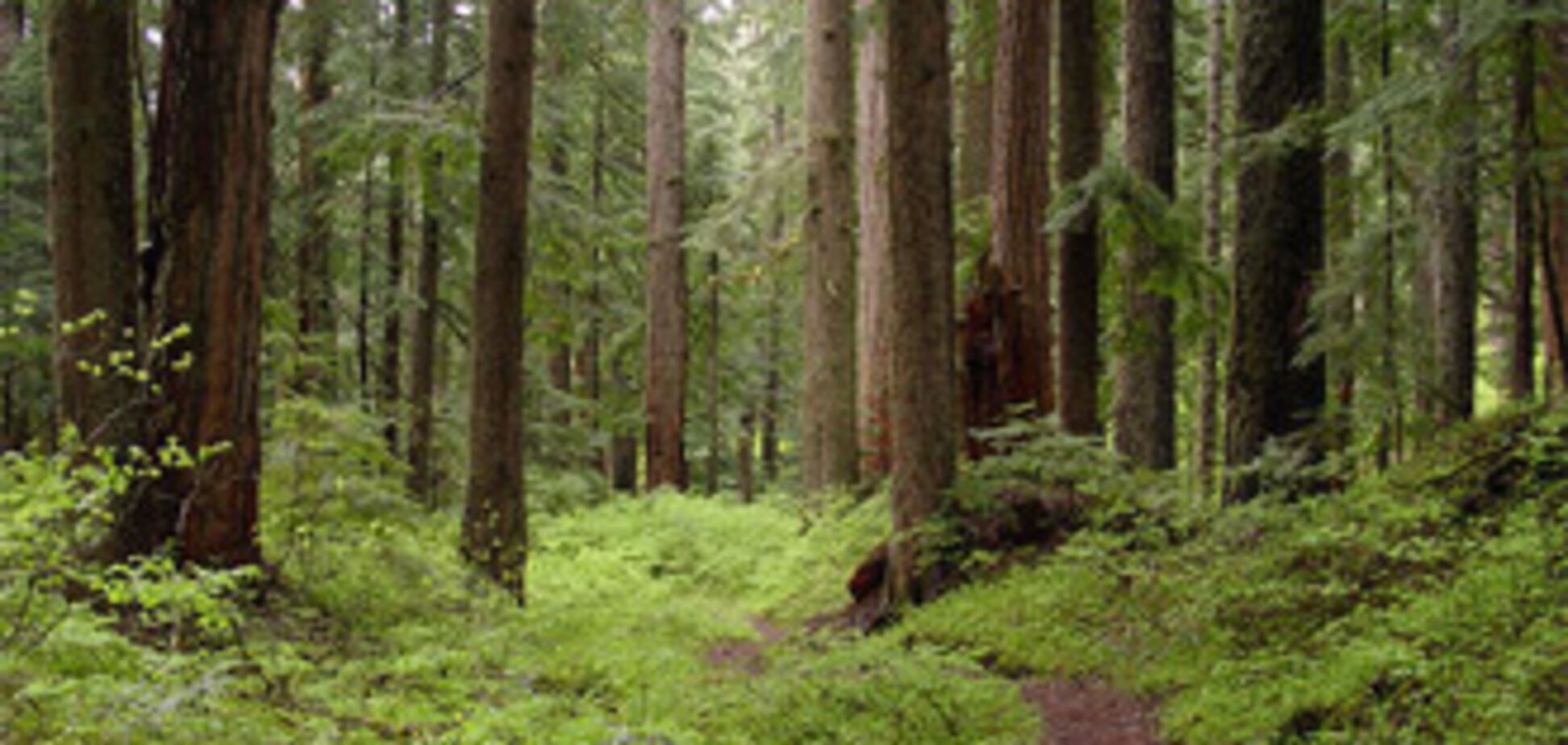 Лозинский расплачивается за неоформленную собственность