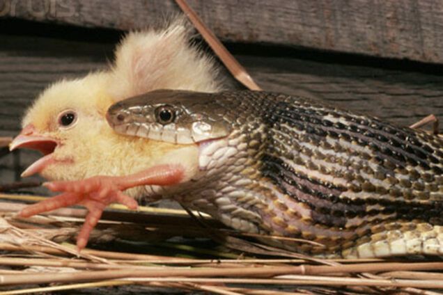 В китайских ресторанах запретили подавать на стол цыплёнка, укушеного змеёй