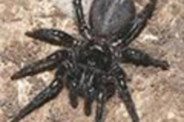 Новые жертвы пауков на Херсонщине