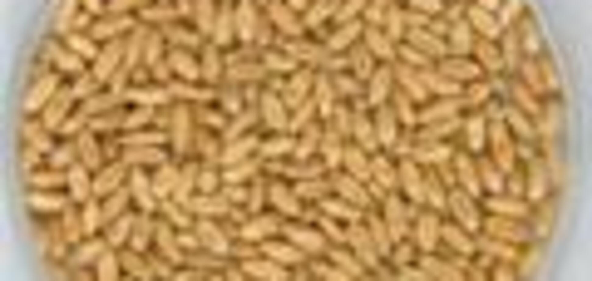 Украинское зерно пойдет на помощь голодающим