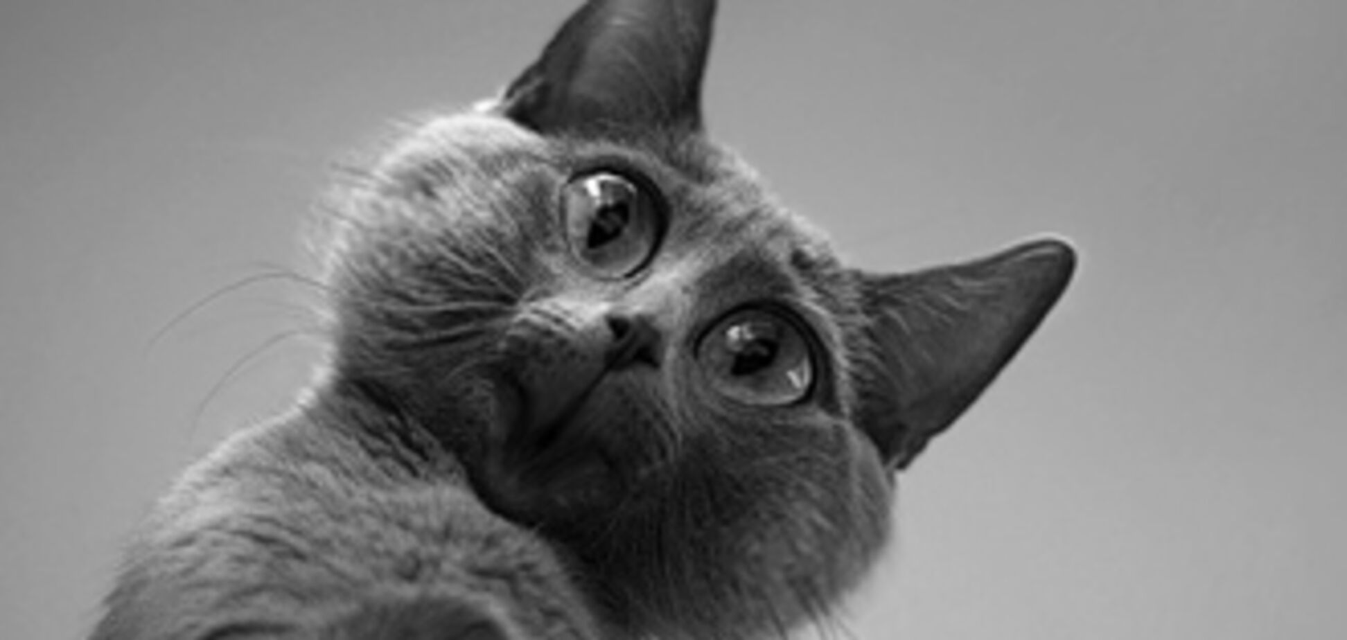 На Черниговщине бешеная кошка искусала хозяина (ВИДЕО)