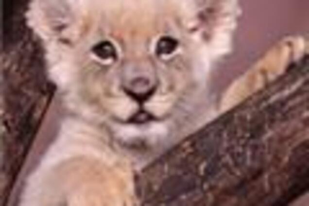 Москвич пытался выдать льва за большую собаку